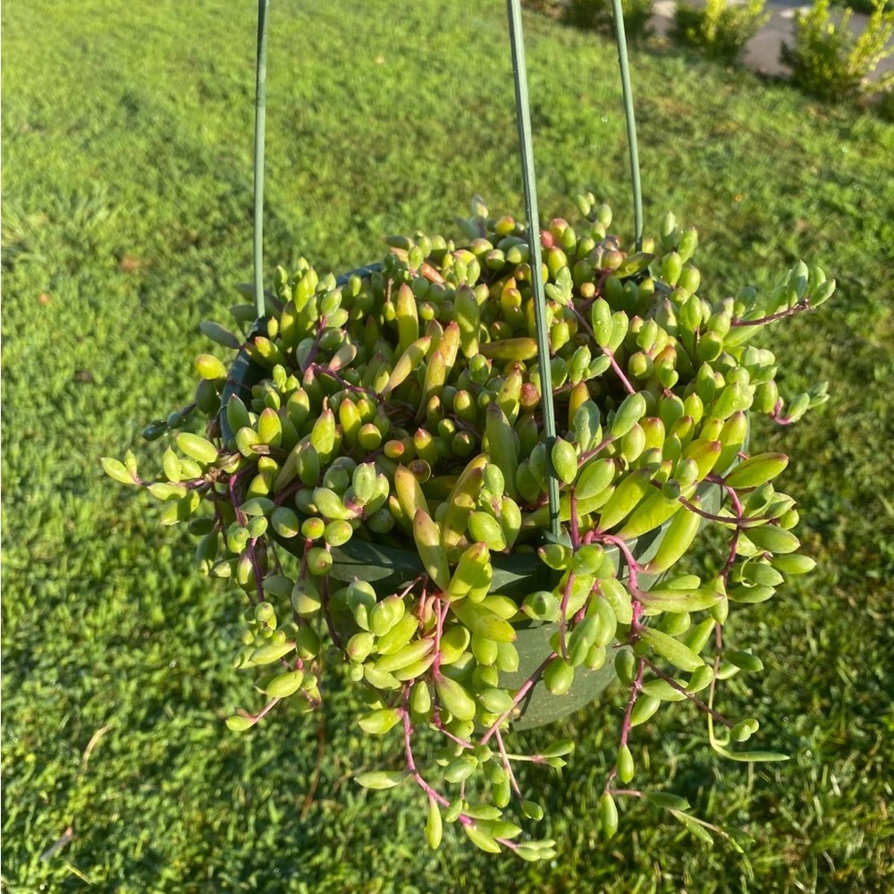 Ruby necklace plant in 8” hanging pot